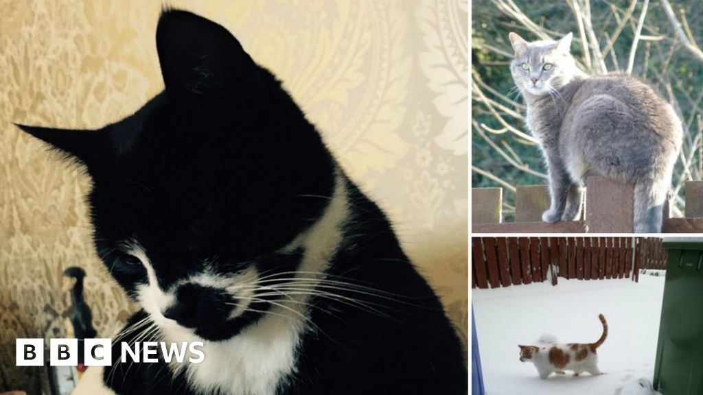 Cats killed by antifreeze poisoning in Stirling