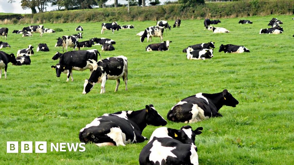 Download How Common Is It For Walkers To Be Killed By Cows Bbc News