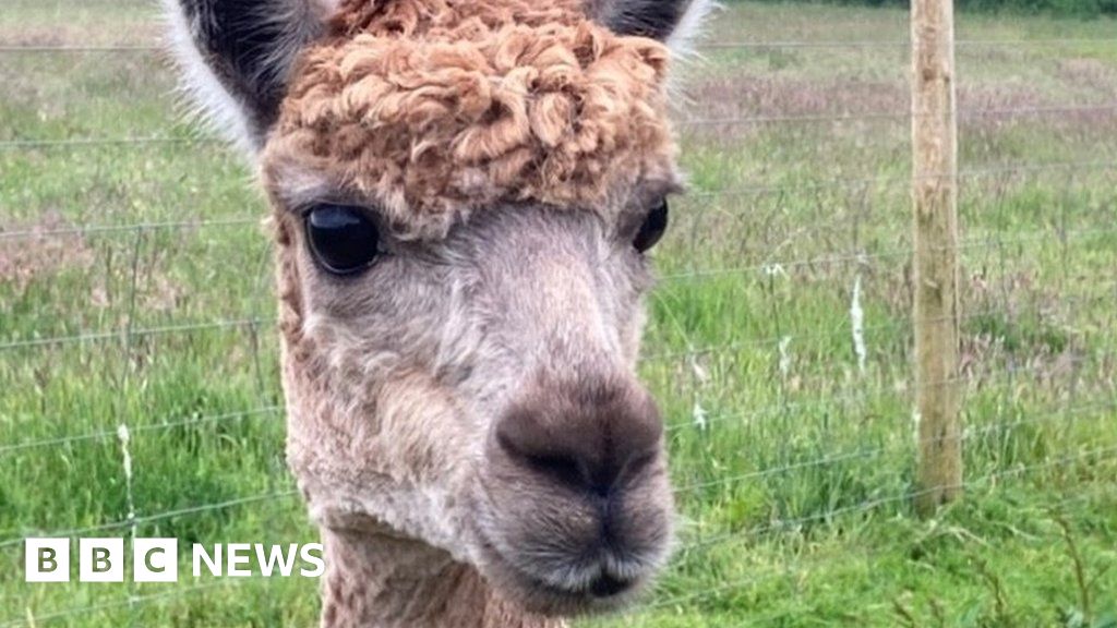 Pregnant alpaca died after 'devastating' attack by hounds 