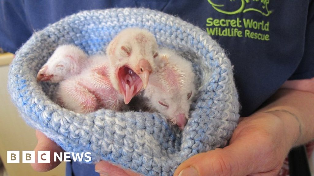 Cold And Featherless Barn Owl Chicks Rescued From Lorry Of Hay