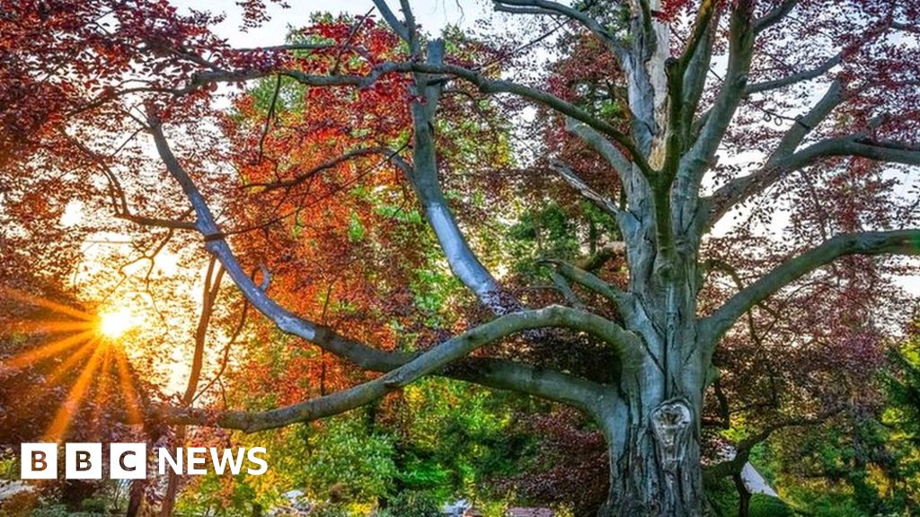 „Сърцето на градината“ на Полша беше короновано за дърво на годината