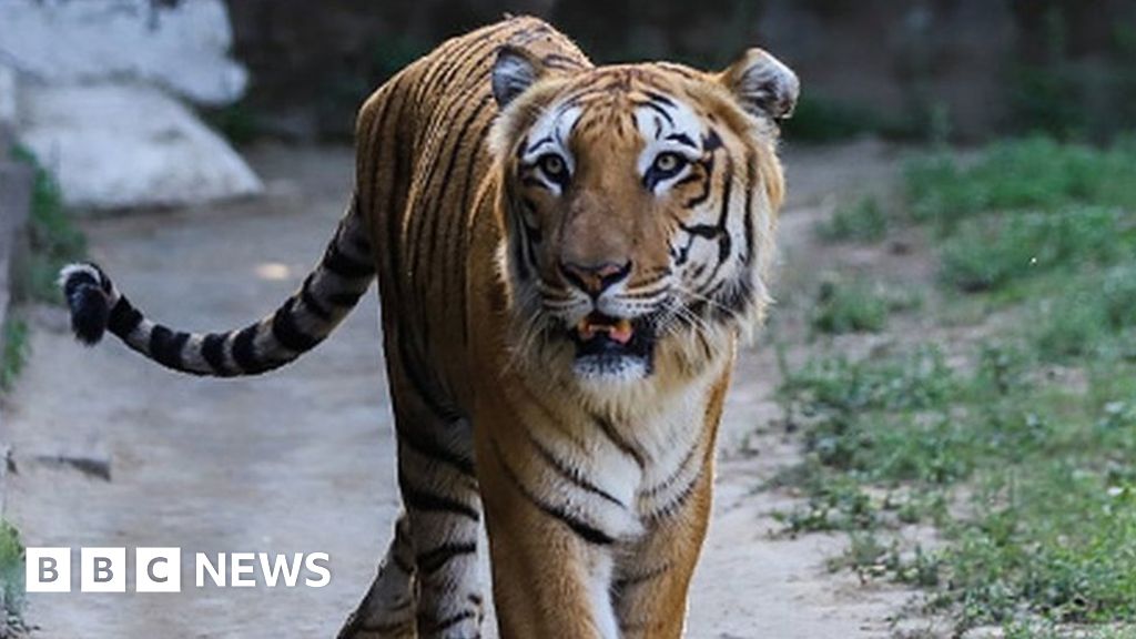 New Video: Saving the Last Tigers of Asia, News