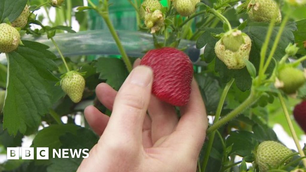 What can strawberries tell us about European Union? - BBC News