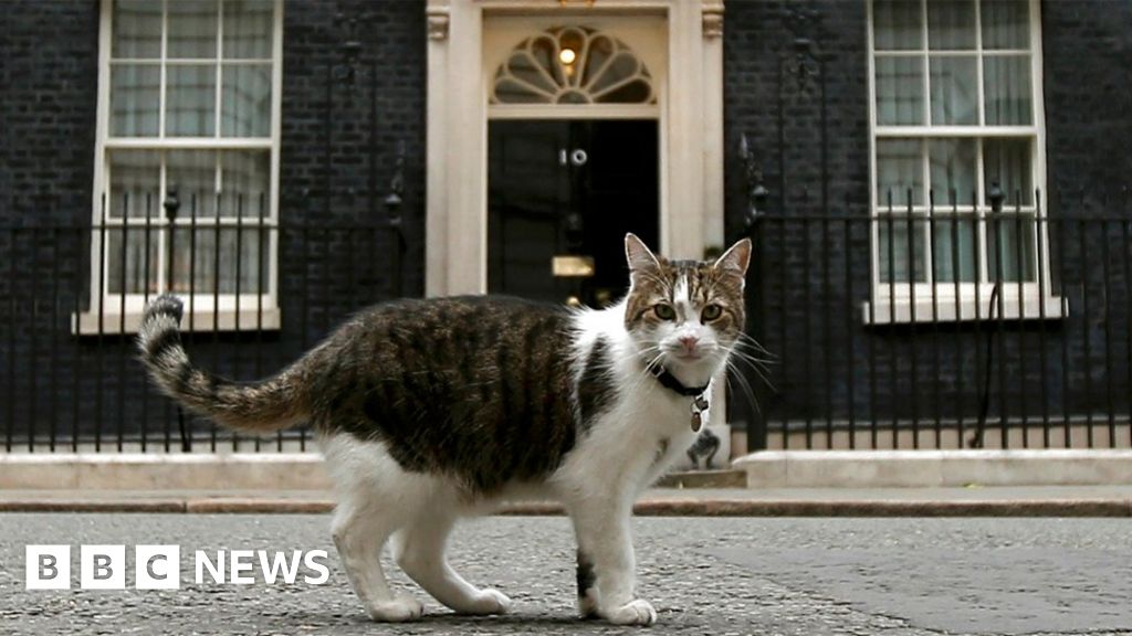 Английская кошка фото Larry the cat escapes Downing Street eviction - BBC News