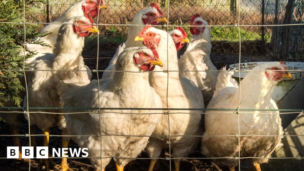 Keep Poultry Inside Amid Bird Flu Risk Keepers Told Bbc News 