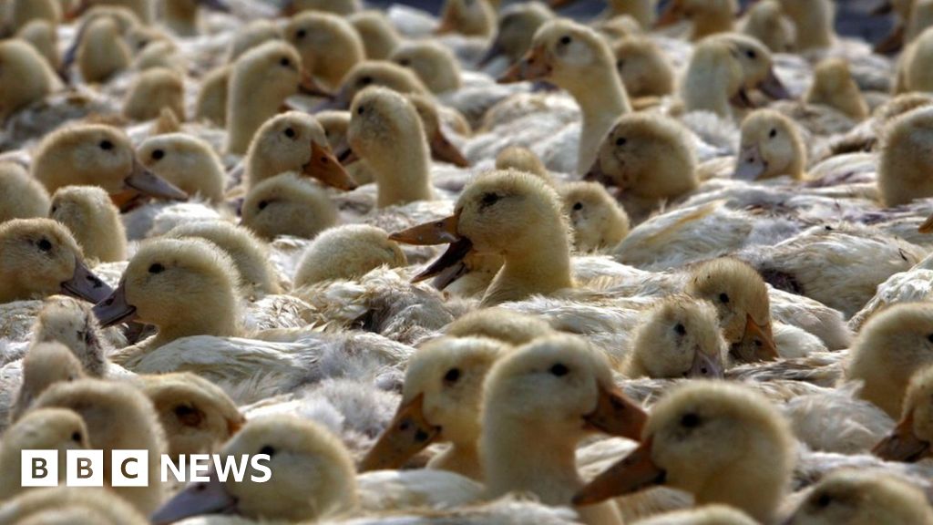 China prepares 100,000 ducks to battle Pakistan's locust swarms