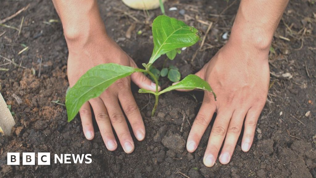QnA VBage Climate change: Trees 'most effective solution' for warming