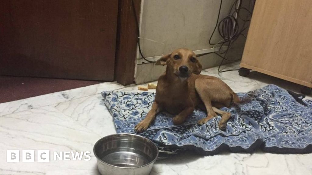 Two India students arrested for throwing dog off roof BBC News