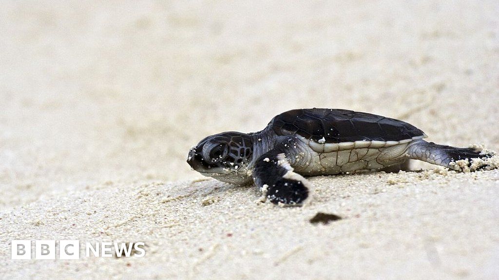 Green sea turtles: Vulnerable animal's hatching season draws to close