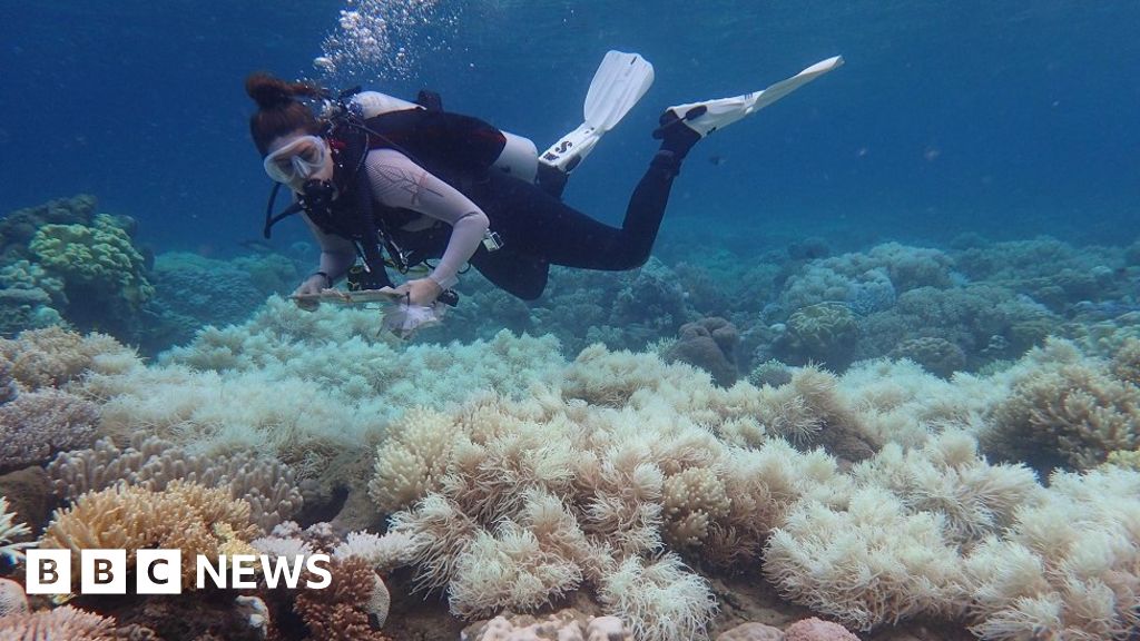 Great Barrier Reef Twothirds damaged in 'unprecedented' bleaching
