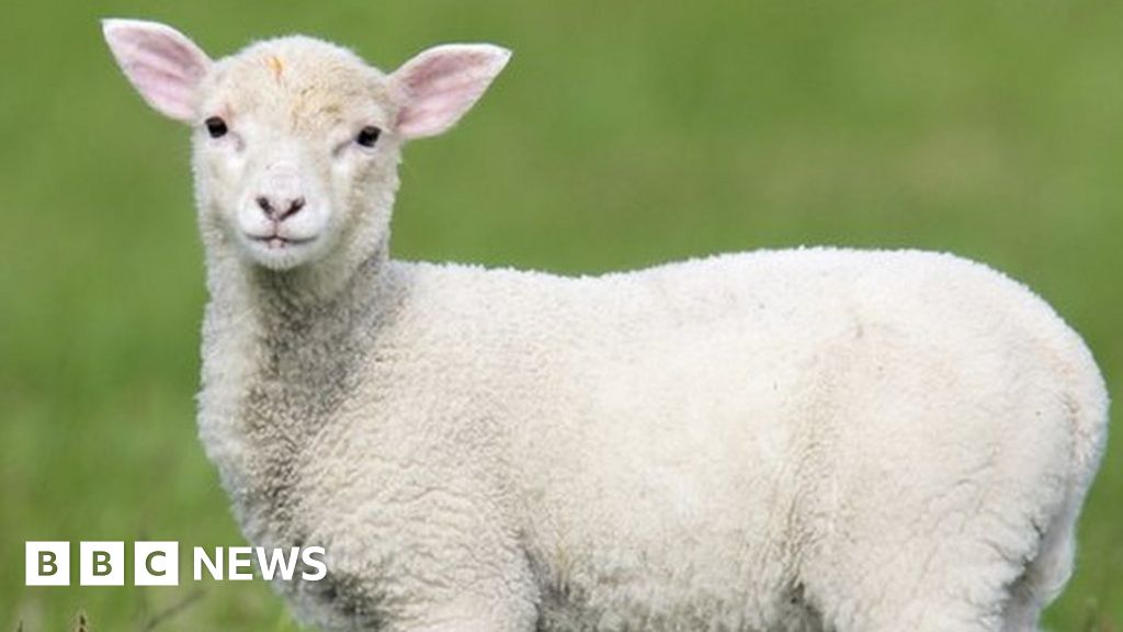 Gower salt marsh lamb receives protected status - BBC News