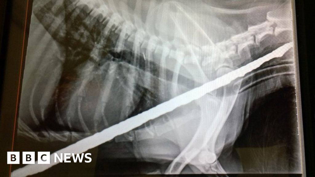 Dave the dog survives being impaled on metal spike BBC News