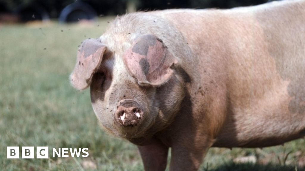 Carmarthen Ham awarded EU protected name status - BBC News