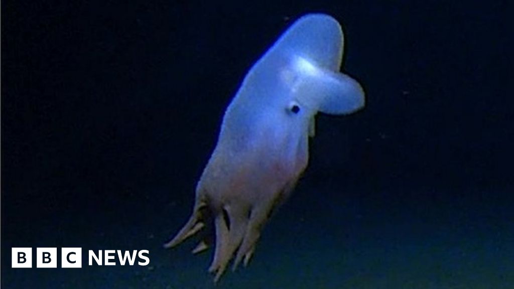World's deepest octopus captured on camera - BBC News