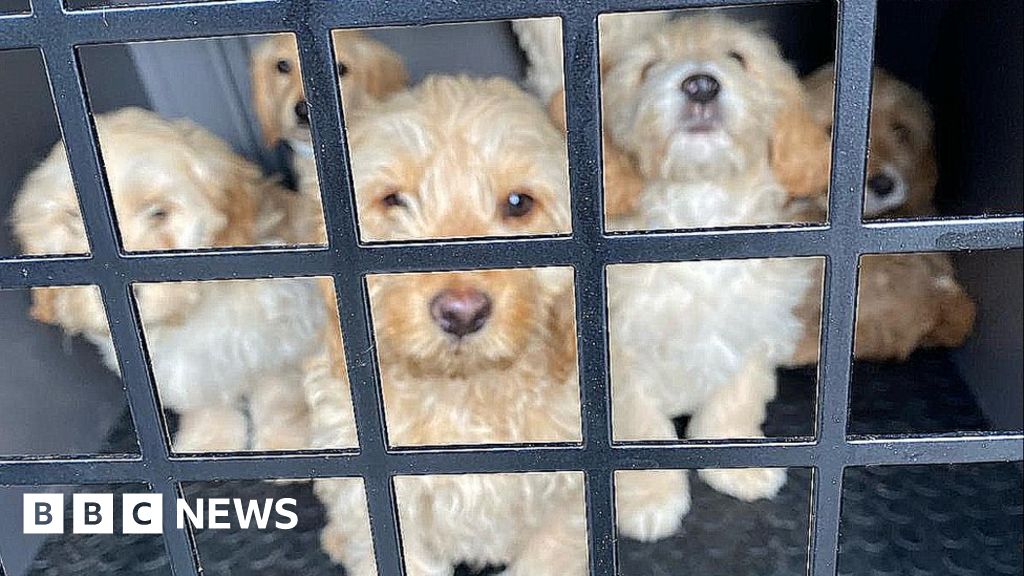 ashton-keynes-puppies-rescued-from-roadside