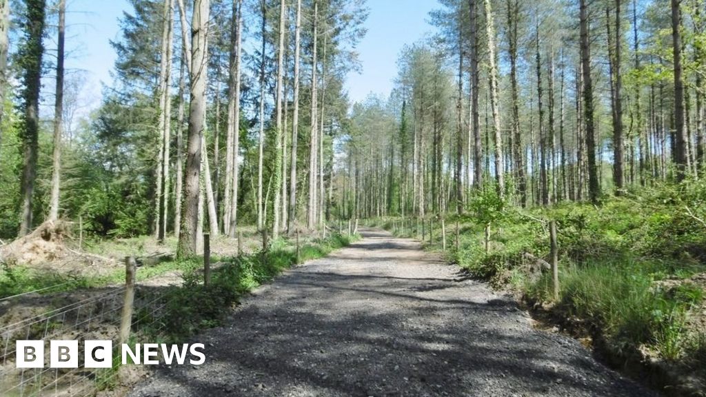 Corfe Mullen campaigners lose sixyear battle over woodland BBC News