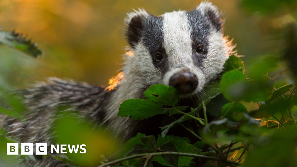 badger-baiting-prevention-scheme-commended-bbc-news