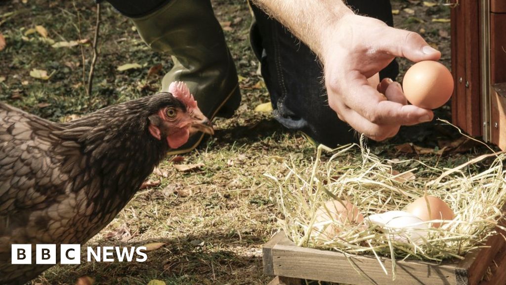 Free-range eggs no longer available in UK due to bird flu