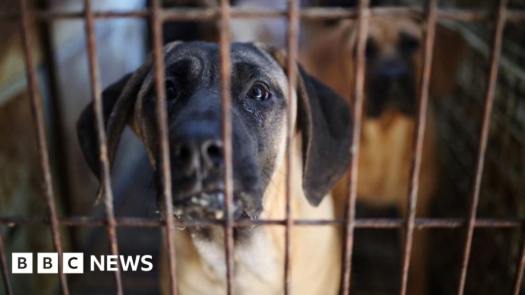 韓国、犬肉の取引を禁止する法律を可決