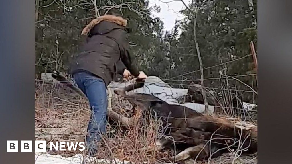 Canadian couple rescues moose with bare hands