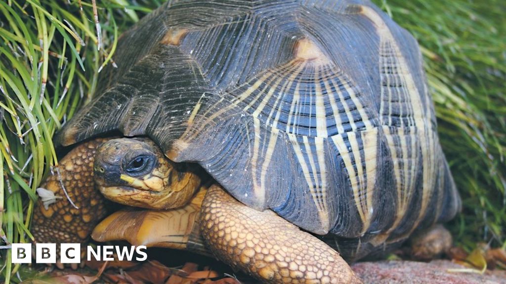 Buyer returns rare tortoise stolen from Australia zoo BBC News