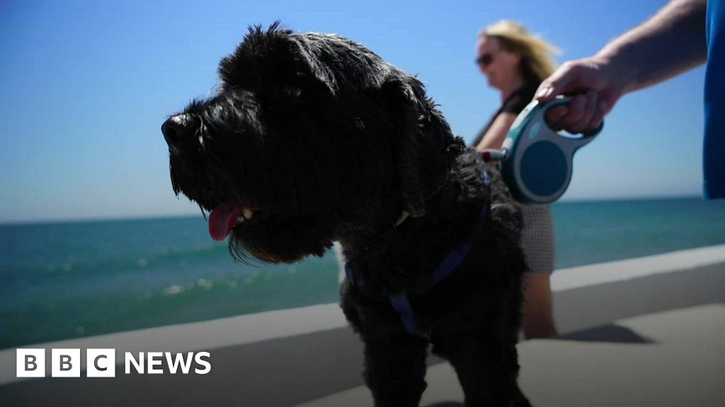 What will Brexit mean for expat dogs? BBC News