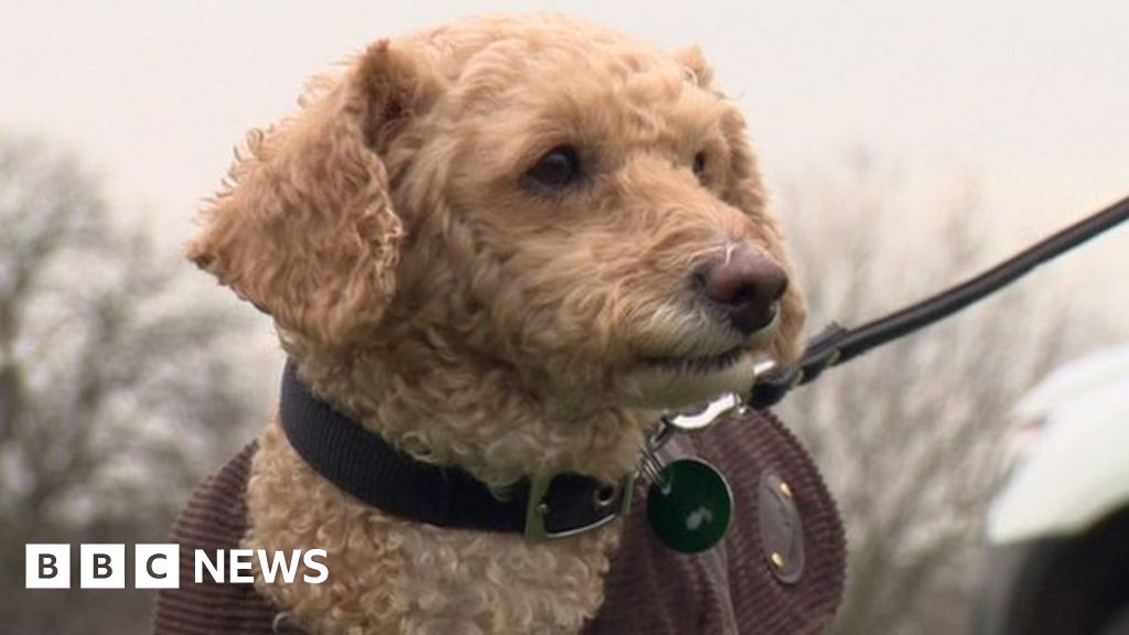 Barking and Dagenham begins testing dog poo DNA - BBC News