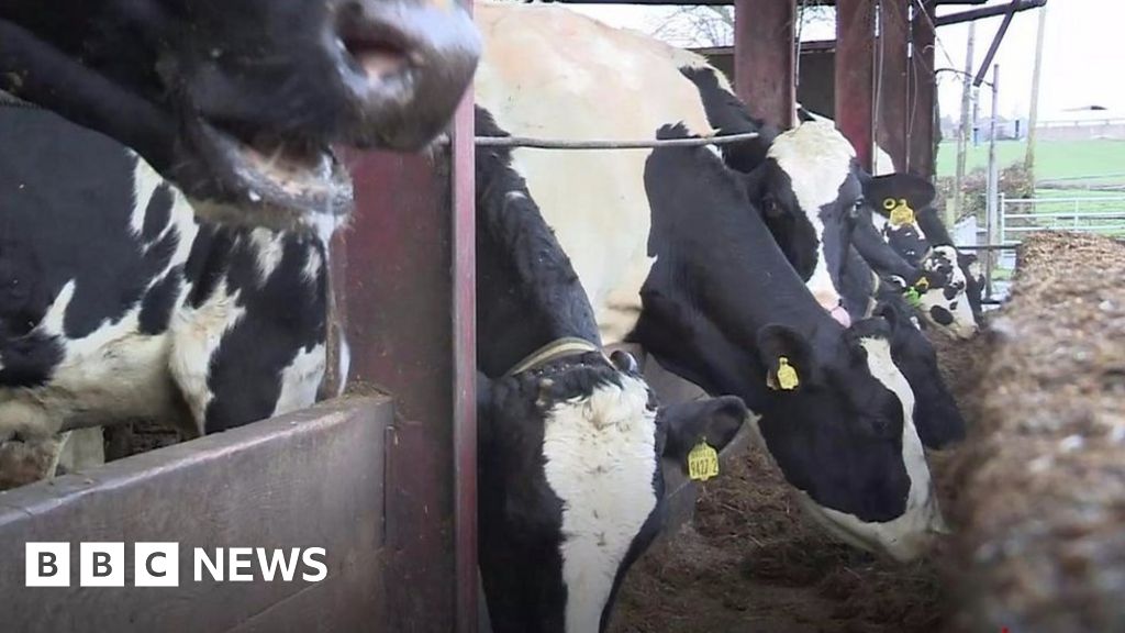 Emotional day as bovine TB hits dairy farm