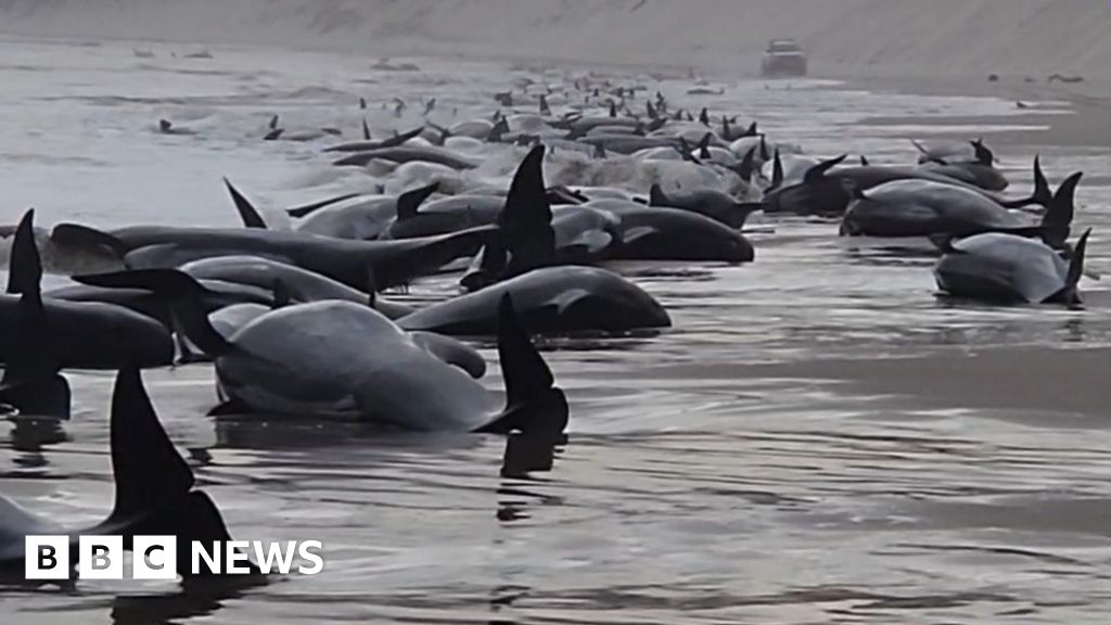 Whale stranding: 230 whales stranded on Tasmanian beach