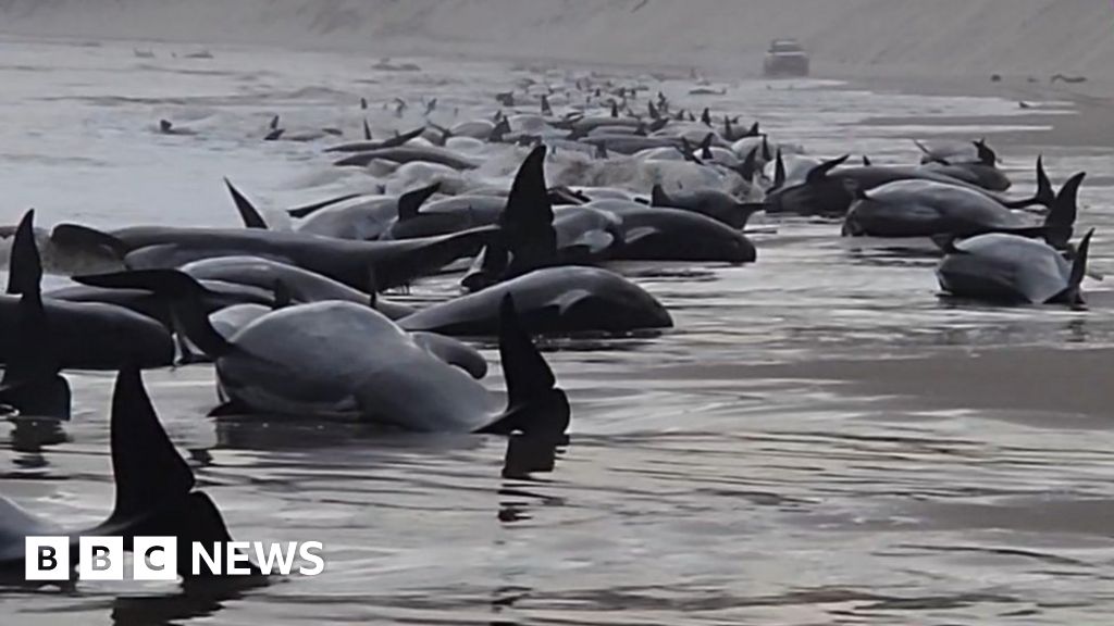 More than 50 whales die in 'Britain's worst mass stranding' after running  aground on - LBC