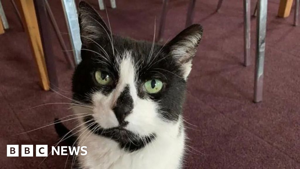 Defib appeal to celebrate ambulance station cat