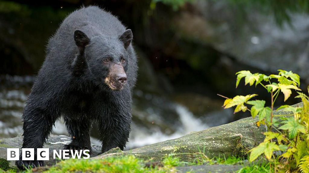 Wisconsin boy, 12, shoots bear as it mauls his father