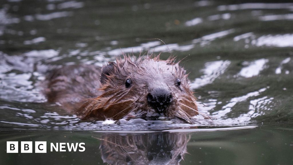 Ealing beavers: Dams, canals - and perhaps babies