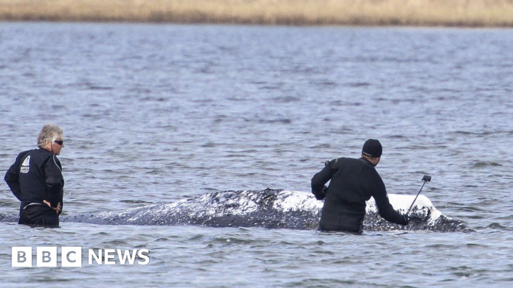 Dead whale towed ashore in Denmark ahead of autopsy
