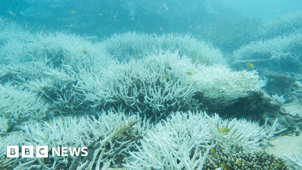 Bleached coral in the Great Barrier Reef