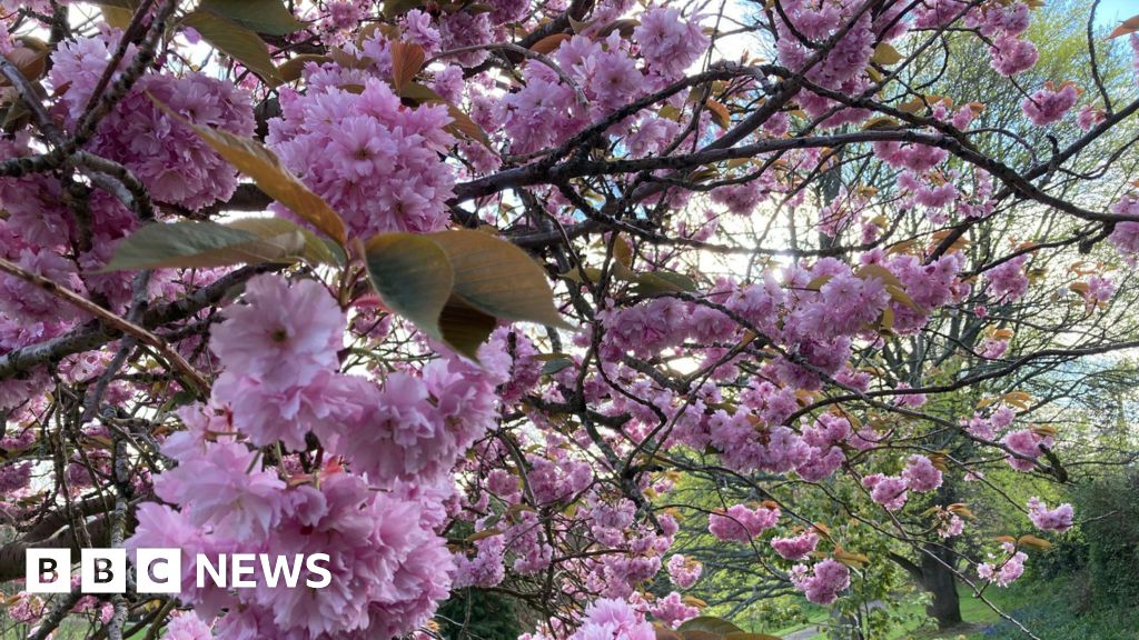 Kent's cherry tree blossom links to Japan