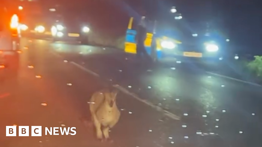 Wallaby spotted on Cornwall’s roads dies after collision with car