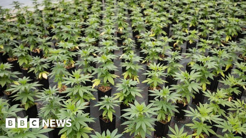 Illegal immigrant jailed for Brighouse cannabis farm