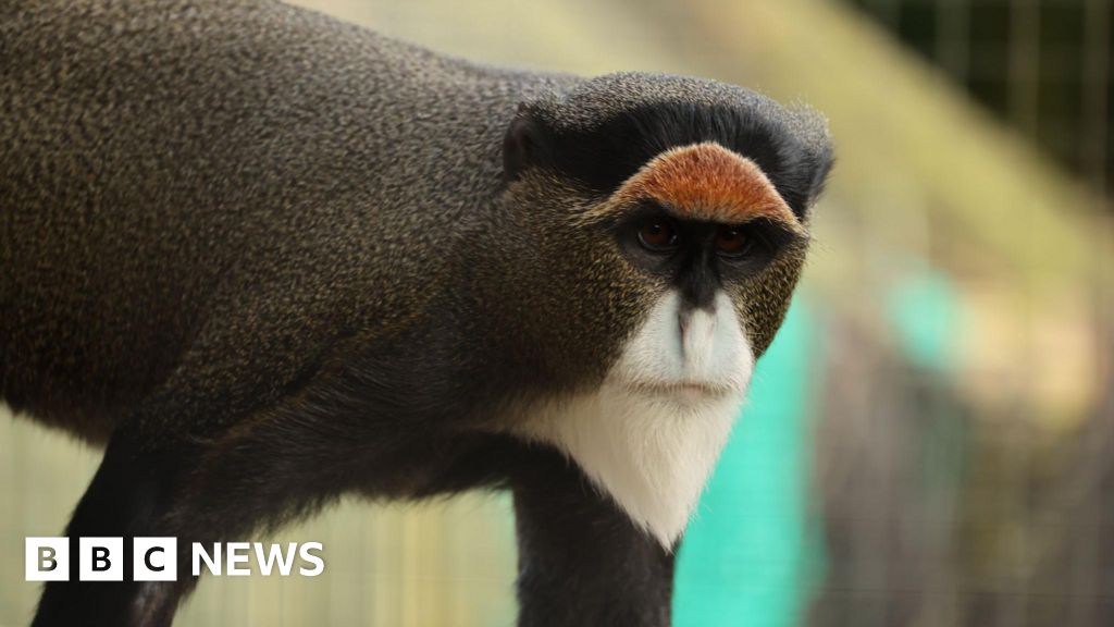 Rare swamp monkey pair arrive at Telford zoo