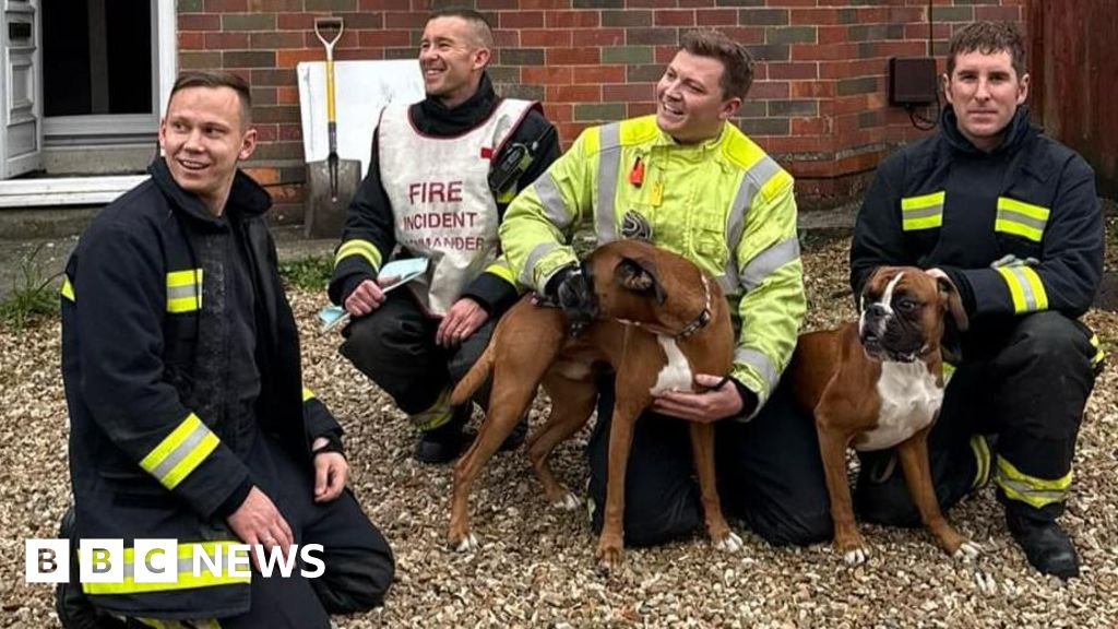 Dogs start Yeovil house fire trying to reach ‘delicious cupcakes’