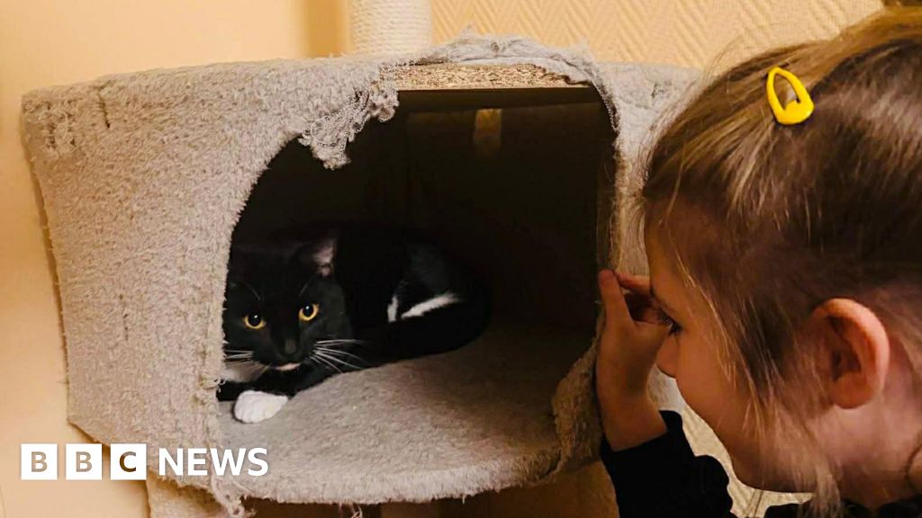 Kitten lost in Belgium brought home to Basingstoke months later