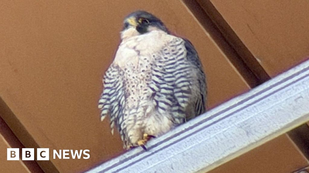 Peregrine falcon family make Glasgow Cineworld new perch
