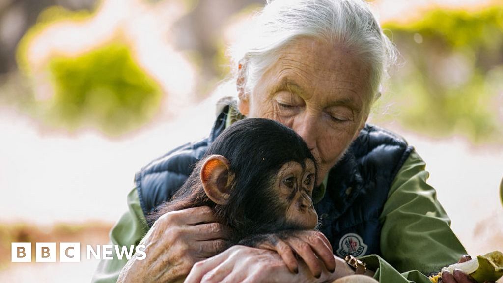 Watch: Jane Goodall tells BBC how she became interested in animals