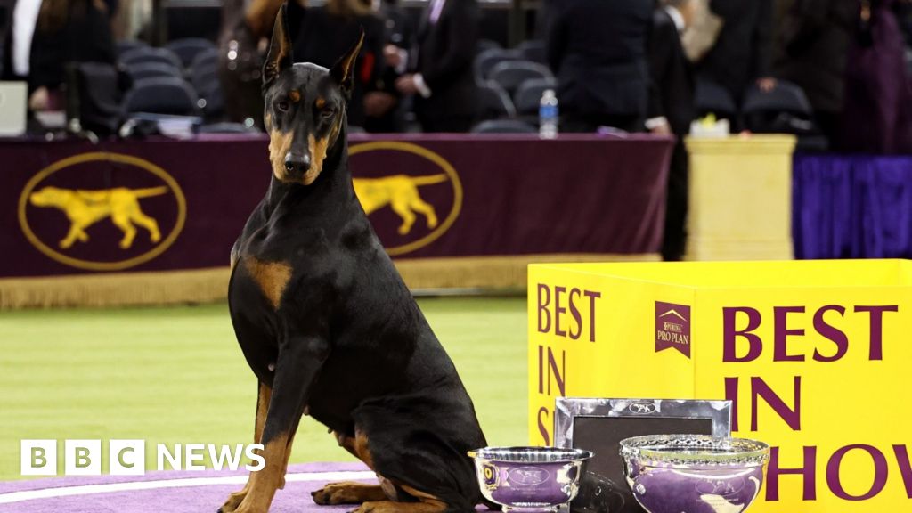 Penny the Doberman Pinscher Triumphs at the Westminster Kennel Club Dog Show
