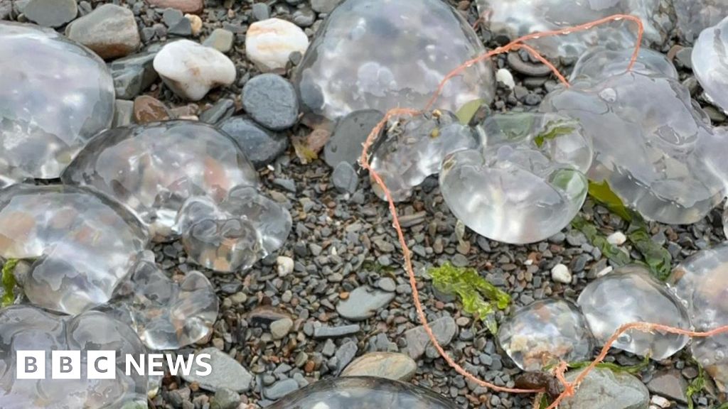 66: The Lion's Mane Jellyfish – Notebook from the North