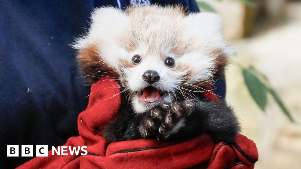 Baby red panda died from firework stress, says zoo