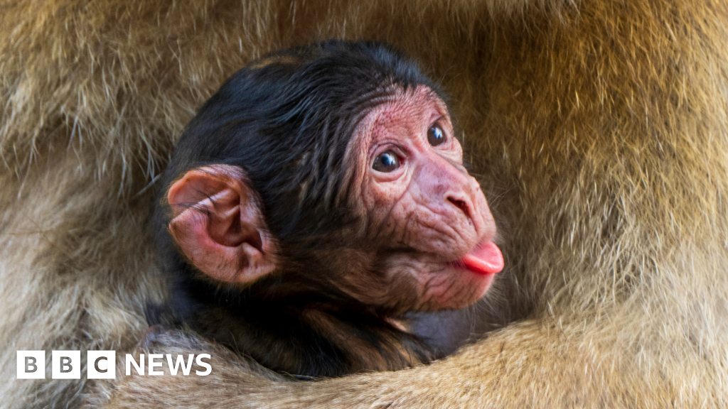 Three endangered macaques born at monkey sanctuary