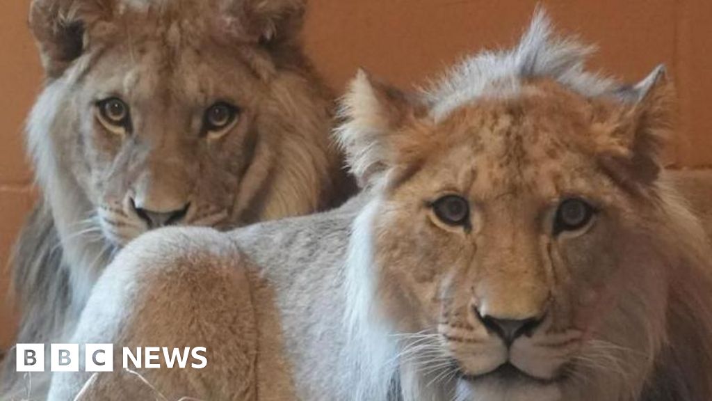 Three lions have arrived at Africa Alive in Kessingland, Suffolk