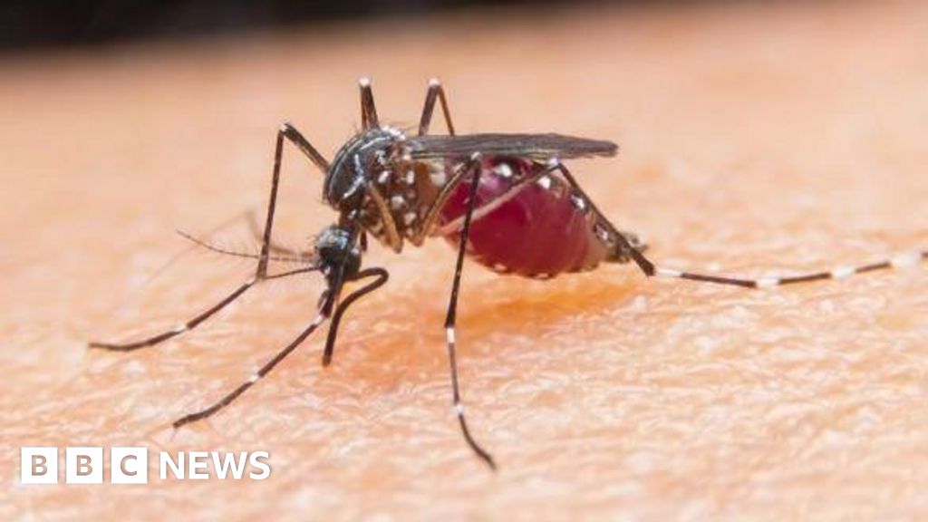 Mosquitoes in Scotland as far north as ShetlandBritish Broadcasting CorporationBritish Broadcasting Corporation