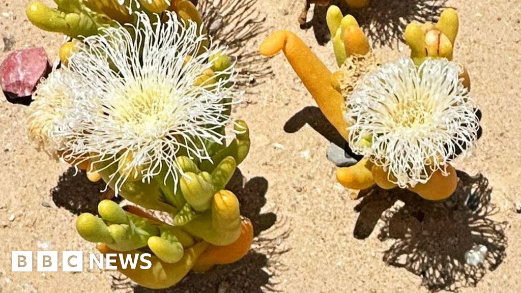 Illegal trade booms in South Africa's 'super-strange looking' plants